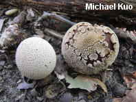 Lycoperdon marginatum