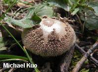 Lycoperdon marginatum