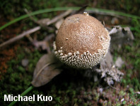 Lycoperdon marginatum