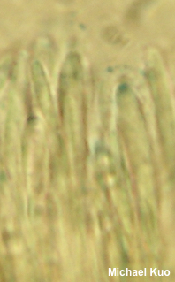 Mitrula elegans