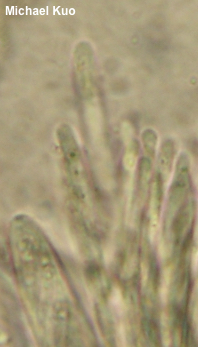 Mitrula elegans