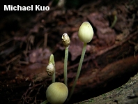 Mycena epipterygia var. lignicola