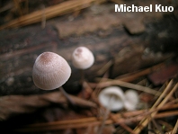 Mycena filopes