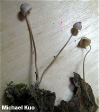 Mycena filopes