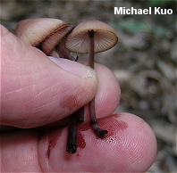 Mycena haematopus