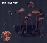 Mycena haematopus