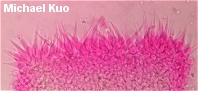 Mycena haematopus