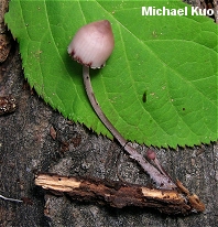 Mycena haematopus var. cuspidata