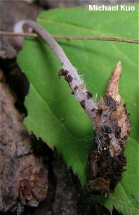 Mycena haematopus var. cuspidata