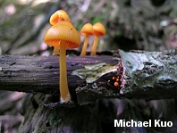 Mycena leaiana