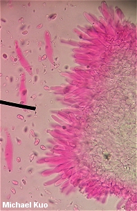 Mycena leptocephala