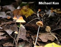 Mycena leptophylla