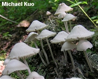 Mycena niveipes