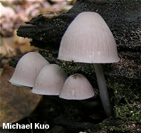 Mycena niveipes