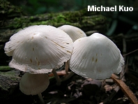 Mycena niveipes