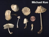 Mycena niveipes