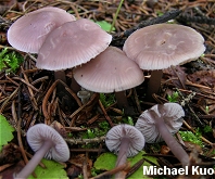 Mycena pura