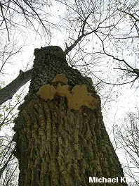 Perenniporia fraxinophila