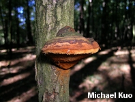 Phellinus everhartii