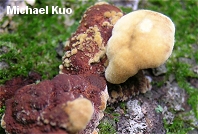 Phellinus gilvus