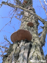 Phellinus robiniae