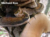 Phellinus robiniae