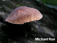 Pluteus granularis