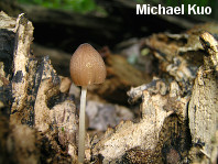 Pluteus longistriatus