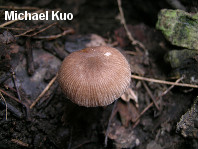 Pluteus longistriatus