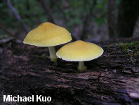 Pluteus mammillatus