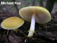 Pluteus mammillatus