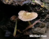 Pluteus romellii