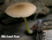 Pluteus romellii