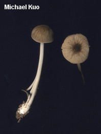 Pluteus thomsonii