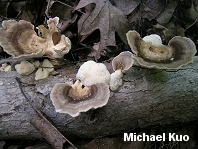 Poronidulus conchifer