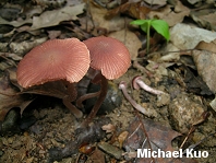 Psathyrella bipellis