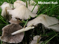 Psathyrella candolleana