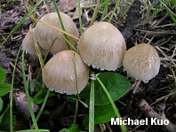 Psathyrella candolleana