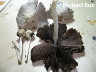 Psathyrella candolleana