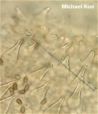 Psathyrella cystidiosa