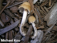 Psathyrella incerta