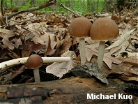 Psathyrella pseudovernalis