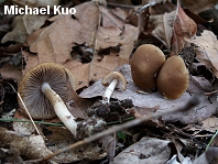 Psathyrella pseudovernalis