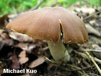 Psathyrella spadiceogrisea