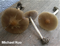 Psathyrella spadiceogrisea