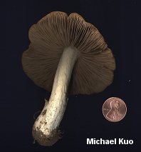 Psathyrella spadiceogrisea