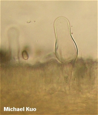 Psathyrella spadiceogrisea