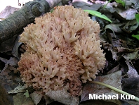 Ramaria botrytis