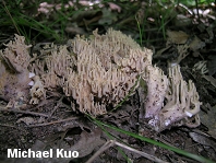 Ramaria fennica