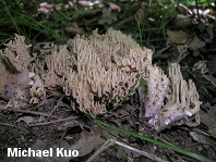 Ramaria fennica